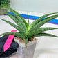 Sansevieria Serayu (#H59) | Imported Snake Plants