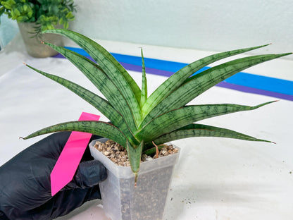 Sansevieria Serayu (#H59) | Imported Snake Plants