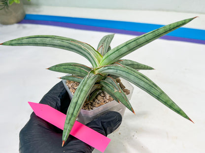 Sansevieria SSilver clone (#H60) | Imported Hybrids