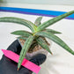 Sansevieria SSilver clone (#H60) | Imported Hybrids