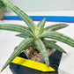 Sansevieria SSilver clone (#H60) | Imported Hybrids