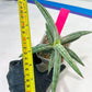 Sansevieria SSilver clone (#H60) | Imported Hybrids