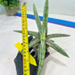 Sansevieria SSilver clone (#H60) | Imported Hybrids
