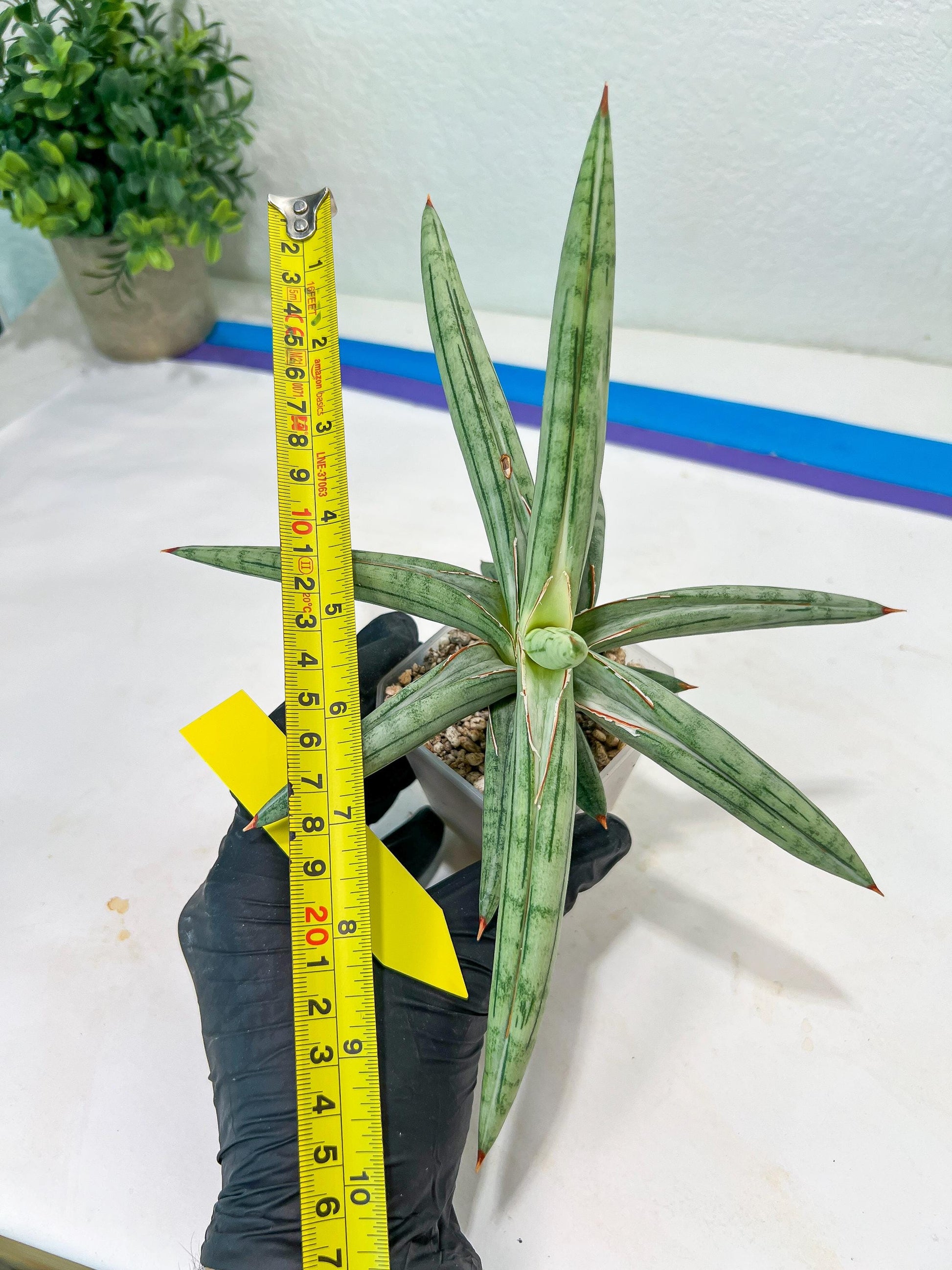 Sansevieria SSilver clone (#H60) | Imported Hybrids