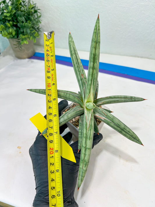 Sansevieria SSilver clone (#H60) | Imported Hybrids