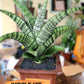 Sansevieria DareDevil (#H53) | Imported Snake Plants