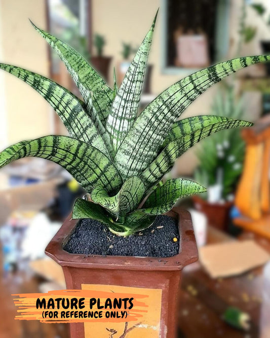 Sansevieria DareDevil (#H53) | Imported Snake Plants