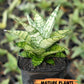 Sansevieria Pandawa (#H45) | Imported Snake Plant