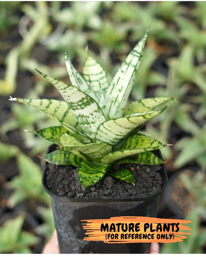 Sansevieria Pandawa (#H45) | Imported Snake Plant