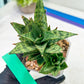 Sansevieria Margarita (#RA1) | Imported House Plants