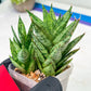 Sansevieria Margarita (#RA1) | Imported House Plants