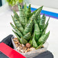 Sansevieria Margarita (#RA1) | Imported House Plants