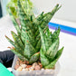 Sansevieria Margarita (#RA1) | Imported House Plants
