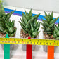 Sansevieria Margarita (#RA1) | Imported House Plants