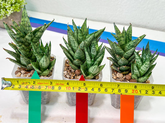 Sansevieria Margarita (#RA1) | Imported House Plants