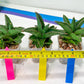 Sansevieria Rock Sand (#RA7) | Rare Imported Hybrids