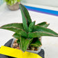 Sansevieria Rock Sand (#RA7) | Rare Imported Hybrids