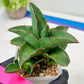 Sansevieria Rock Sand (#RA7) | Rare Imported Hybrids
