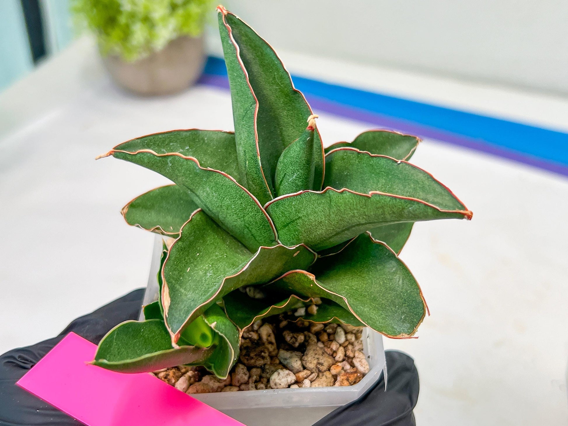 Sansevieria Rock Sand (#RA7) | Rare Imported Hybrids