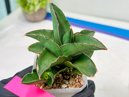 Sansevieria Rock Sand (#RA7) | Rare Imported Hybrids