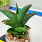 Sansevieria Rock Sand (#RA7) | Rare Imported Hybrids