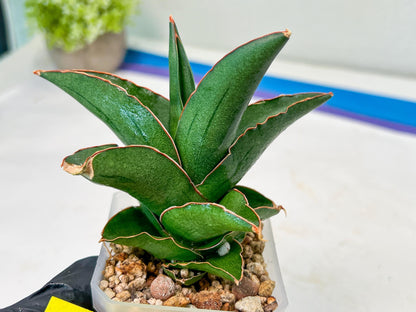 Sansevieria Rock Sand (#RA7) | Rare Imported Hybrids