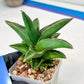 Sansevieria Rock Sand (#RA7) | Rare Imported Hybrids