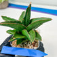 Sansevieria Rock Sand (#RA7) | Rare Imported Hybrids