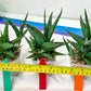 Sansevieria Prabu (#RA11) | Imported Plants | Rare Hybrid Species