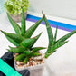 Sansevieria Prabu (#RA11) | Imported Plants | Rare Hybrid Species