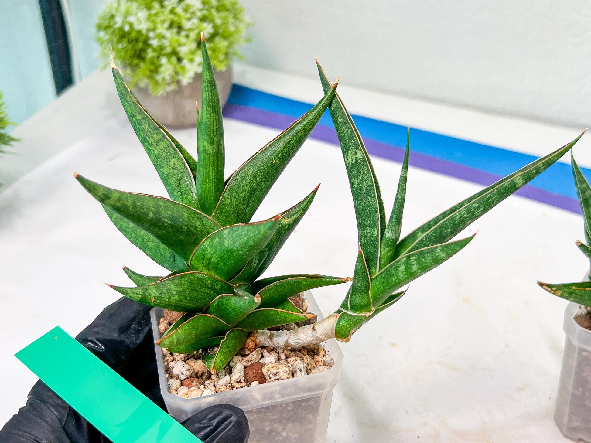 Sansevieria Prabu (#RA11) | Imported Plants | Rare Hybrid Species