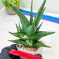 Sansevieria Prabu (#RA11) | Imported Plants | Rare Hybrid Species