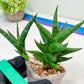 Sansevieria Prabu (#RA11) | Imported Plants | Rare Hybrid Species