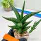 Sansevieria Prabu (#RA11) | Imported Plants | Rare Hybrid Species