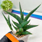 Sansevieria Prabu (#RA11) | Imported Plants | Rare Hybrid Species
