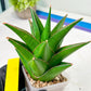 Sansaveria Tower (#RA12) | Imported Snake plant