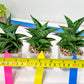 Sansevieria Sindoro (#RA13) | Imported Indoor Snake Plant