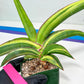 Sansevieria Robusta Var | Imported Plants