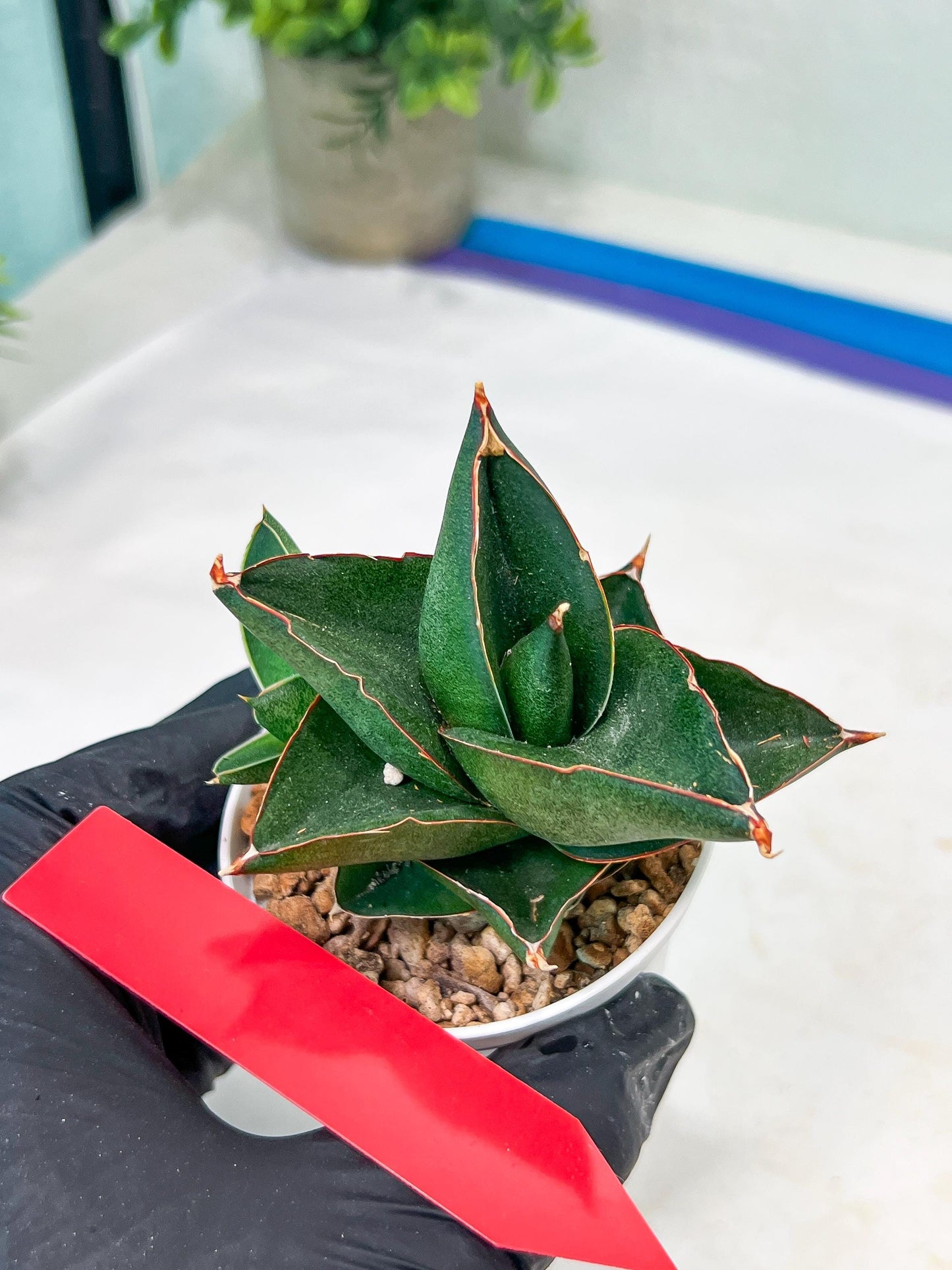 Sansevieria Opera House (#PH25) | Imported Indoor Snake Plant