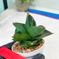 Sansevieria Opera House (#PH25) | Imported Indoor Snake Plant