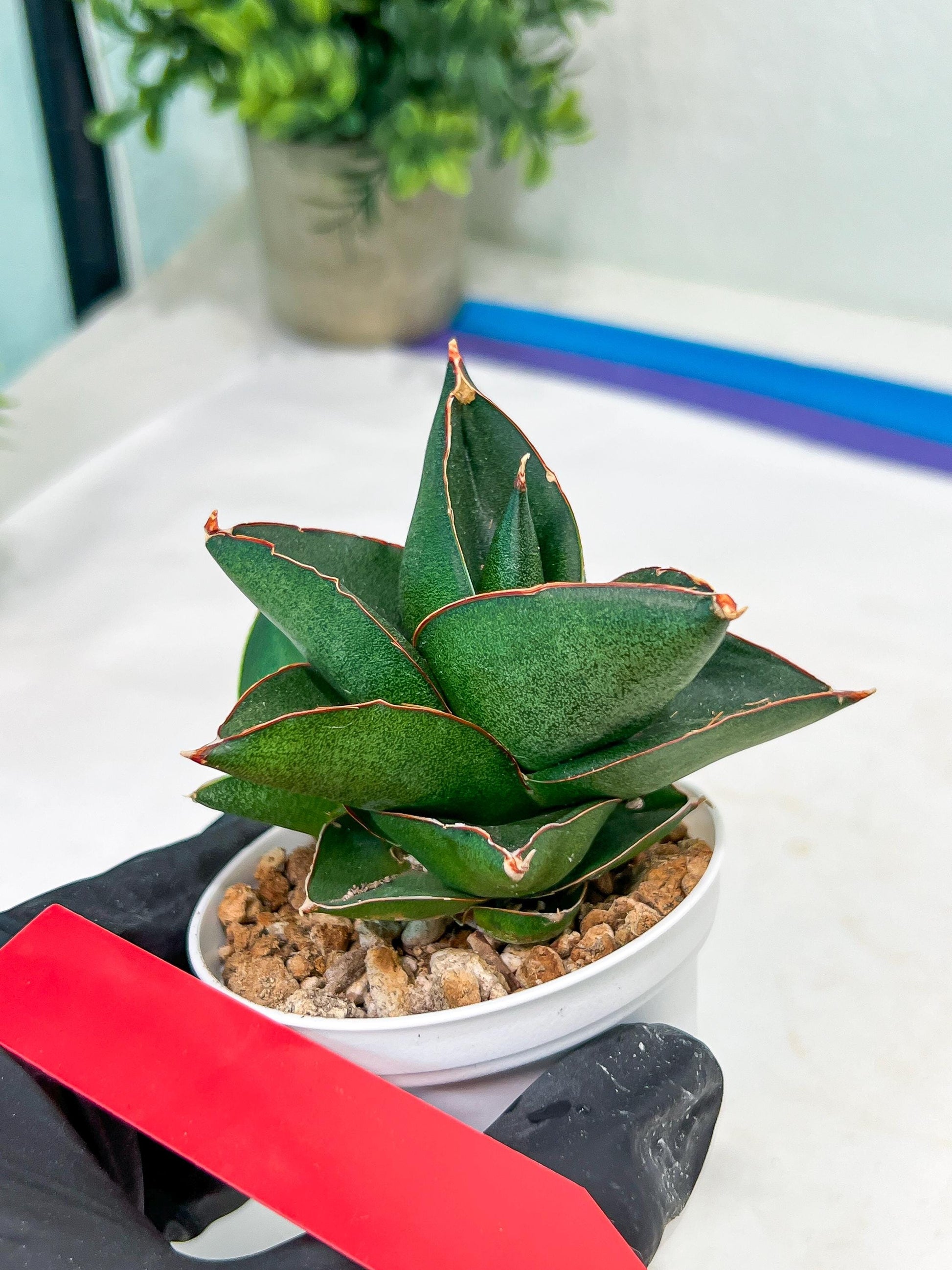 Sansevieria Opera House (#PH25) | Imported Indoor Snake Plant