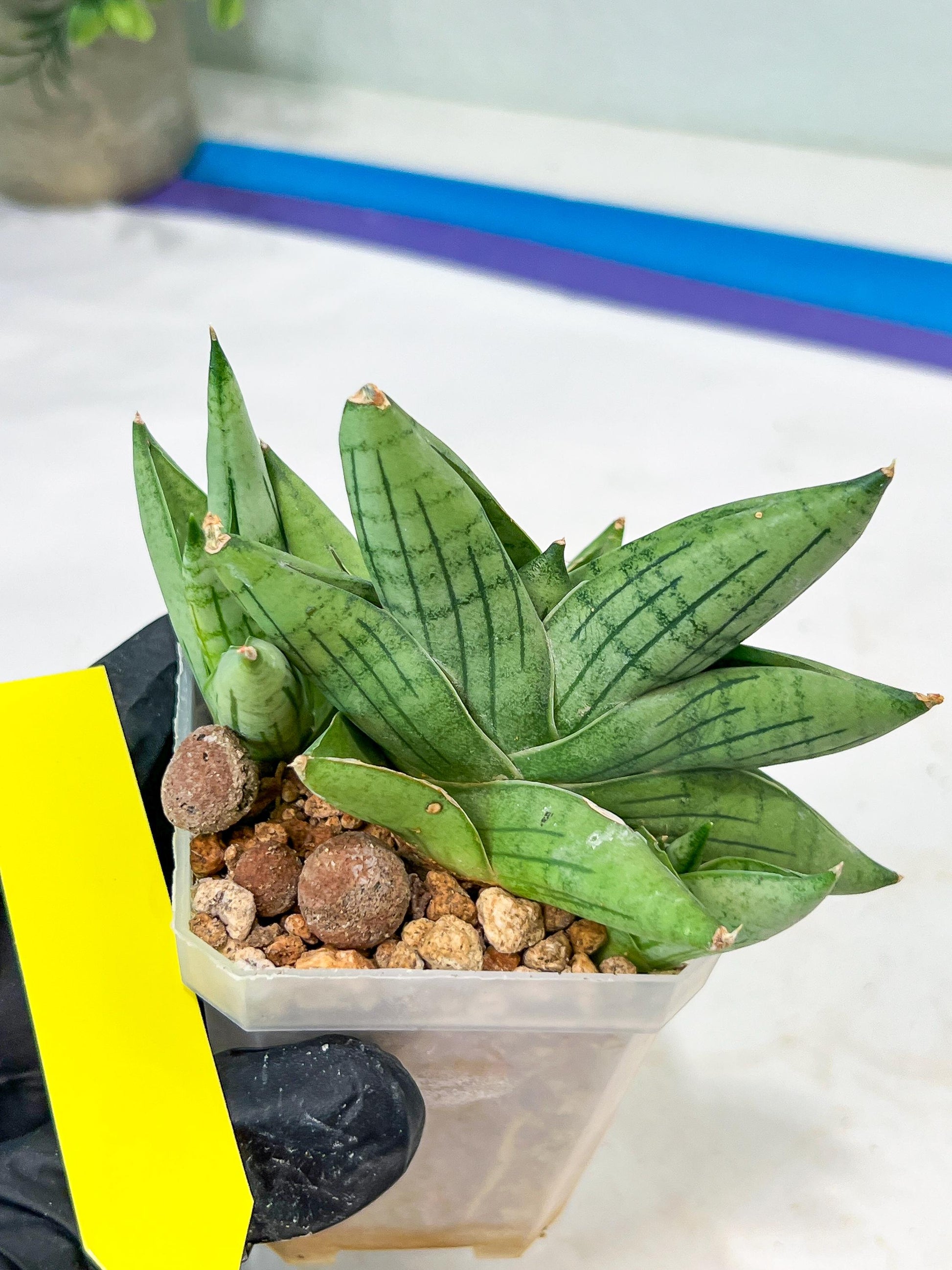 Sansevieria Toob (#AC14) | Rare Imported House Plants | Rare Hybrids