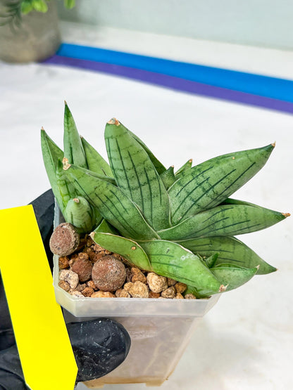 Sansevieria Toob (#AC14) | Rare Imported House Plants | Rare Hybrids