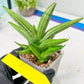 Sansevieria Ice Man (#AC10) | Rare Imported House Plants