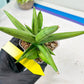 Sansevieria Ice Man (#AC10) | Rare Imported House Plants