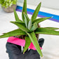 Sansevieria Bai Bid (#RA20) | Rare Hybrid Species