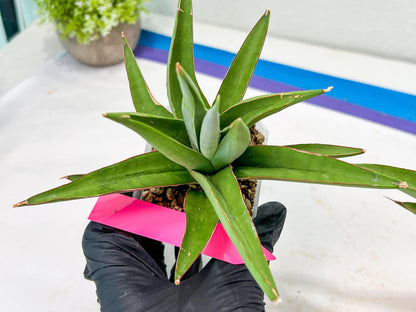 Sansevieria Bai Bid (#RA20) | Rare Hybrid Species