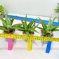 Sansevieria Bai Bid (#RA20) | Rare Hybrid Species