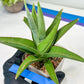 Sansevieria Bai Bid (#RA20) | Rare Hybrid Species