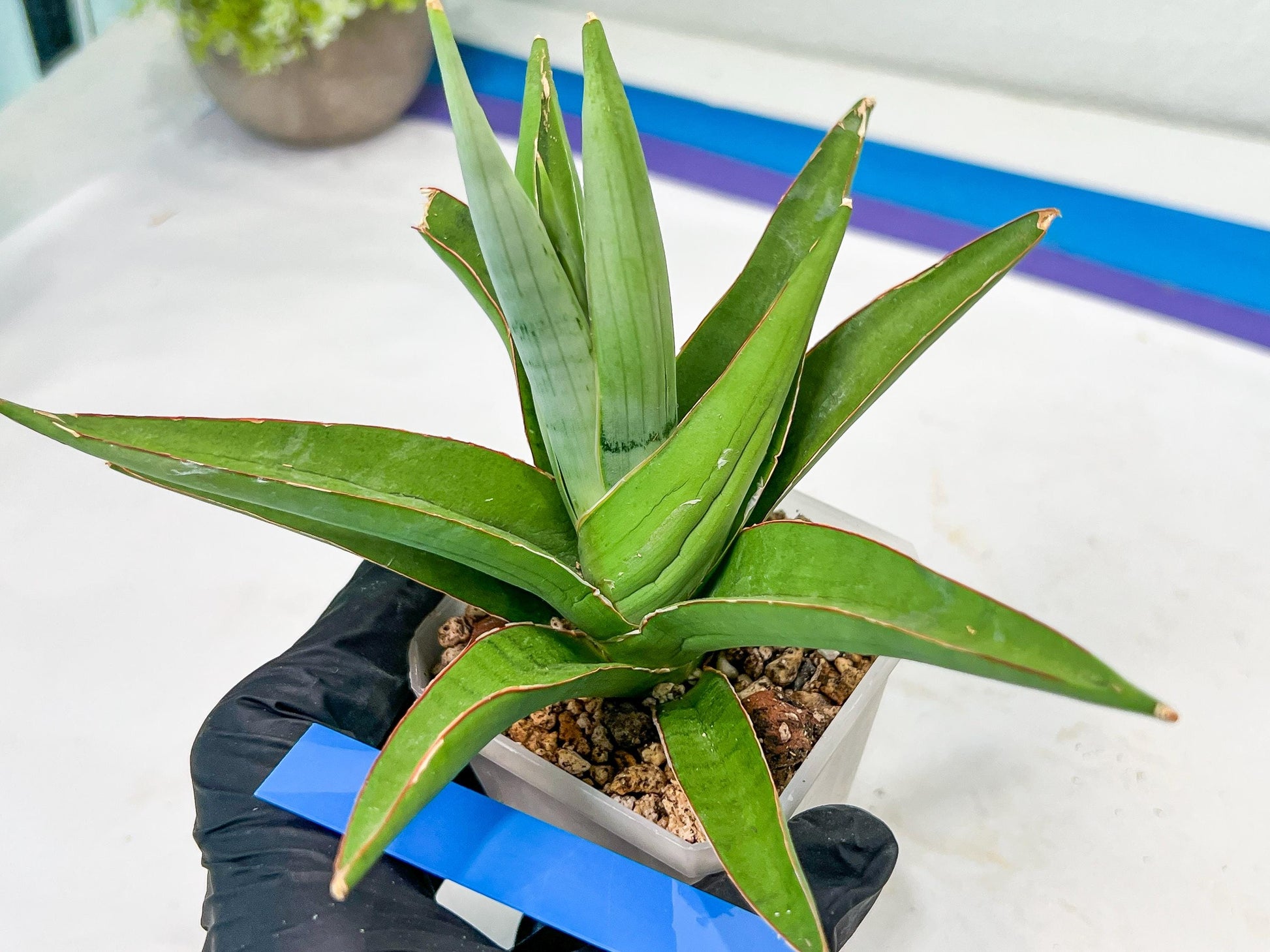 Sansevieria Bai Bid (#RA20) | Rare Hybrid Species